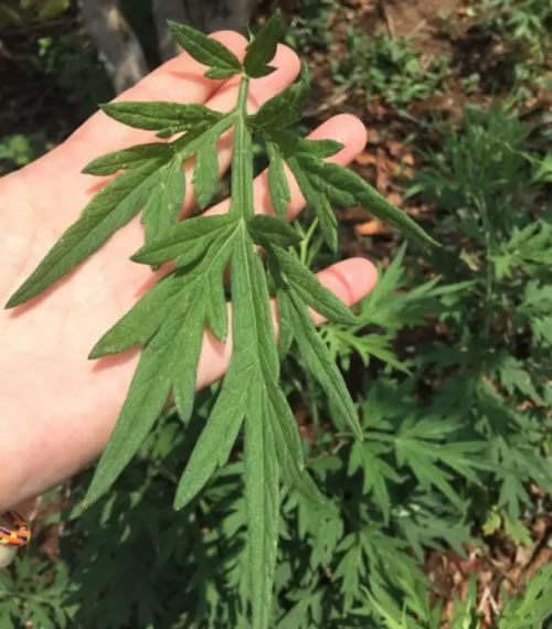 西双版纳小叶尖头艾