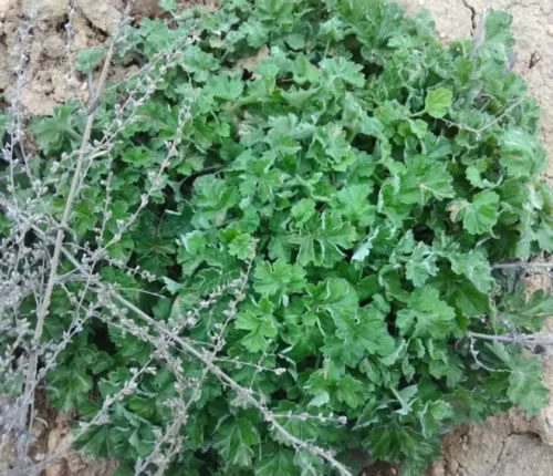 野生菊头艾 