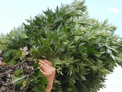 艾草图片