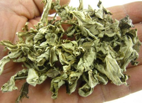艾草识别