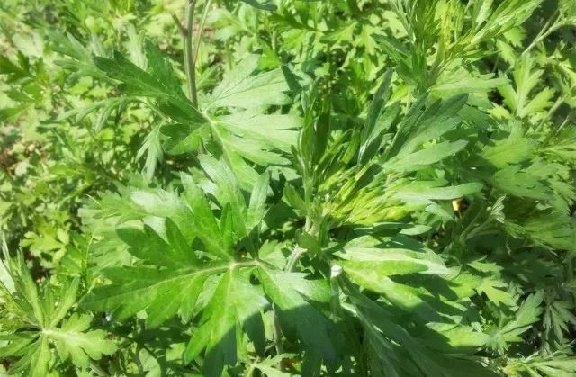 盆栽艾草怎么种植