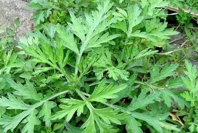 艾草是什么