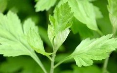 干艾草好还是新鲜艾草好