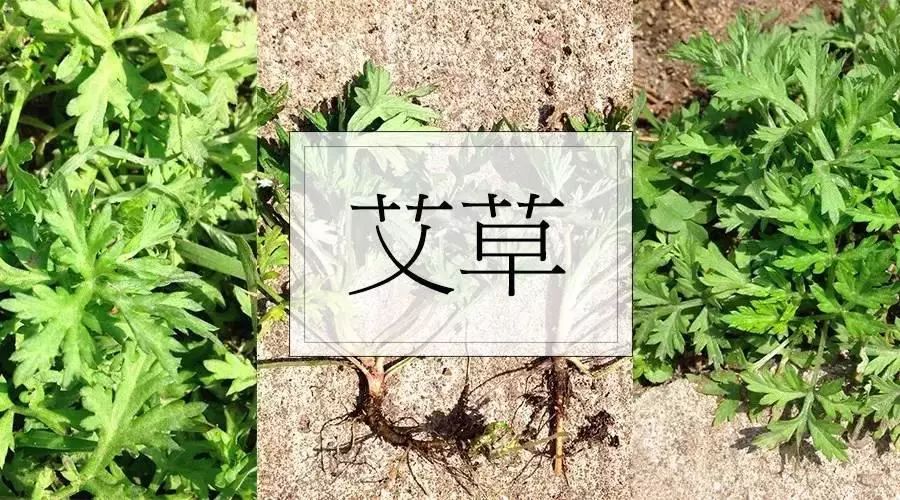 艾叶的功效