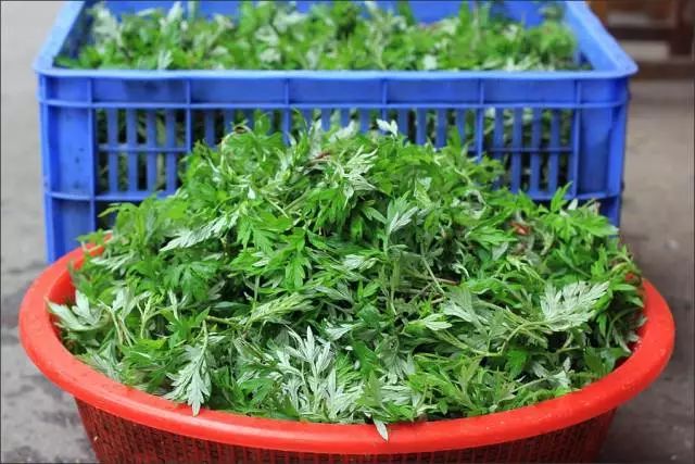 艾叶的功效神奇让腹泻不用急
