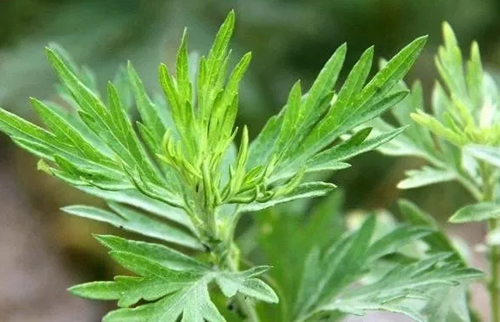 清明前的艾草似"珍宝",摘一颗胜十副药