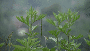 艾草妙用锦囊:艾草与端午的不解之缘