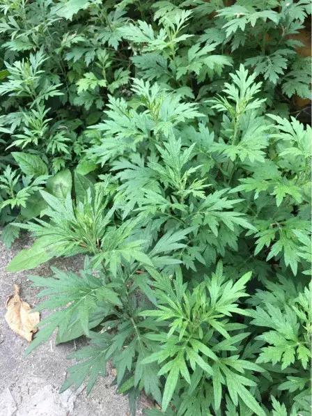 艾草毒性
