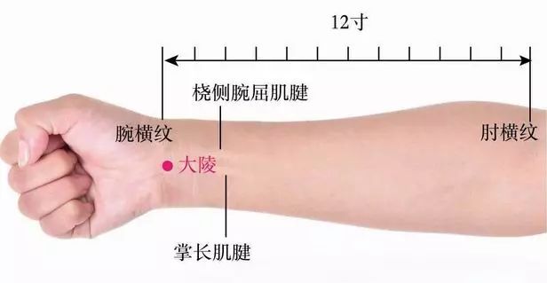 大陵穴的准确位置图