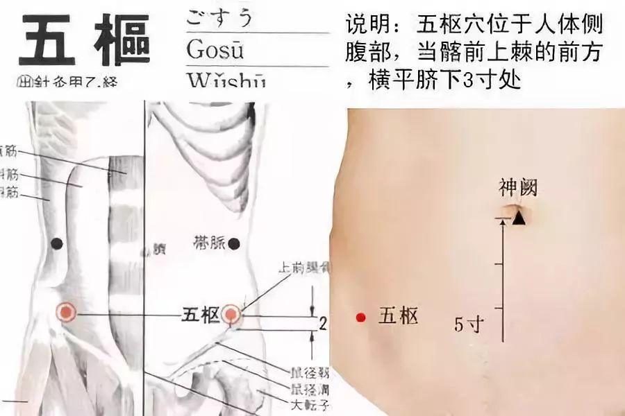 五枢穴的准确穴位图及功效作用