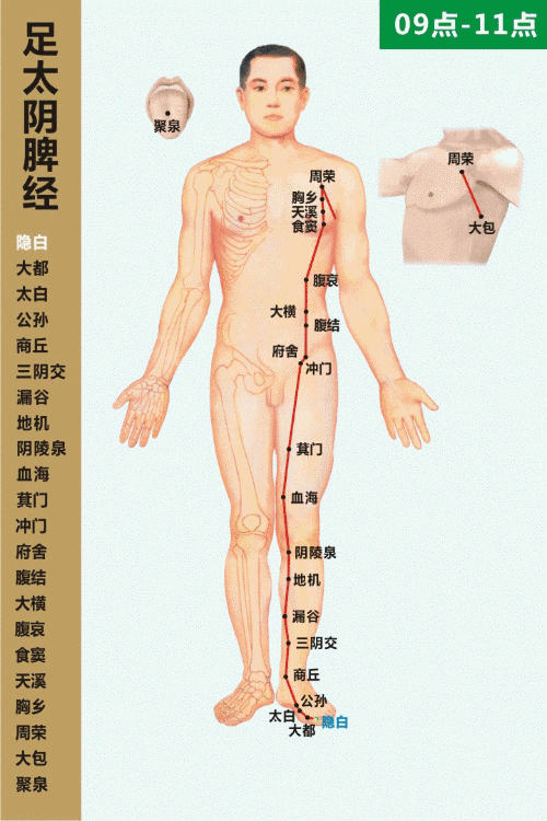 足太阴脾经循经图