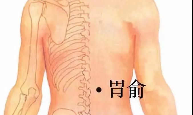 胃俞穴位位置图