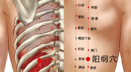 阳纲穴的准确穴位图及作用