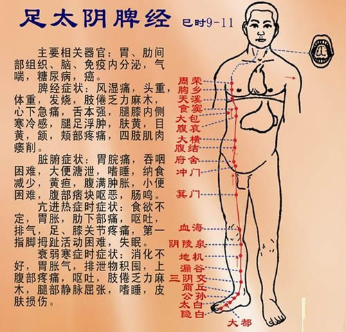 足太阴脾经