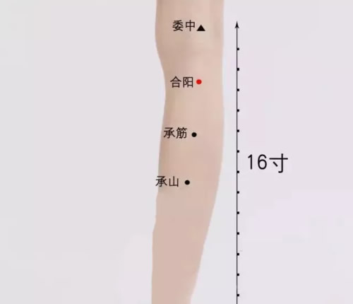 合阳穴位的作用 