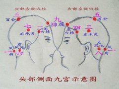 头部的穴位