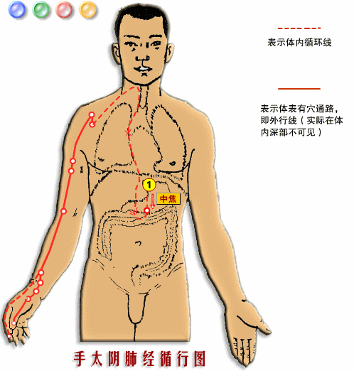 十二经络图