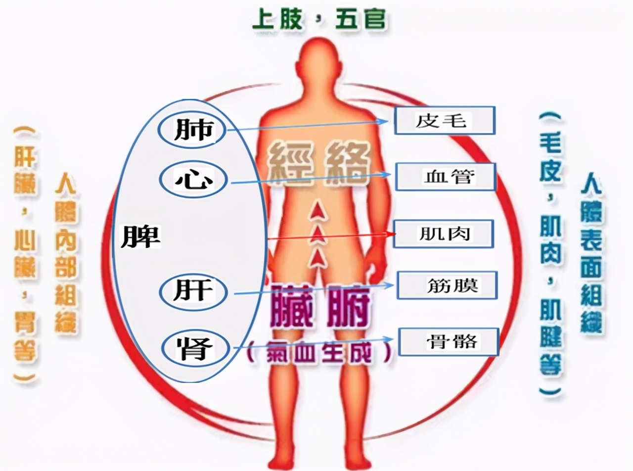 秋天灸肺